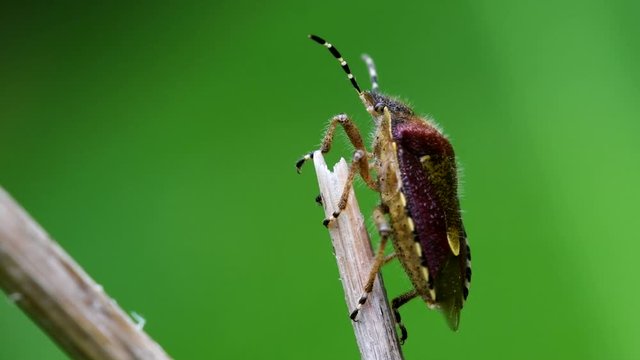 Hairy Shieldbug in his environment. His Latin name is Dolycoris baccarum.