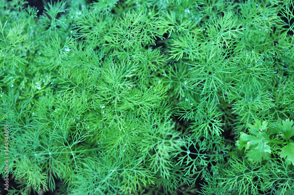 Sticker dill trees