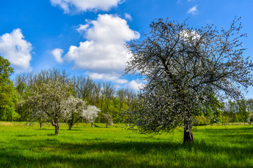 Long beautiful walk in the park.
