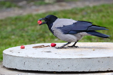 A crow on a gray concrete slab with its prey in its beak