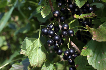 Growing black currant