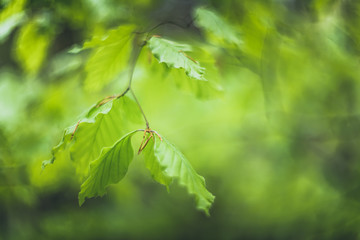 green leaves background in the sunlight