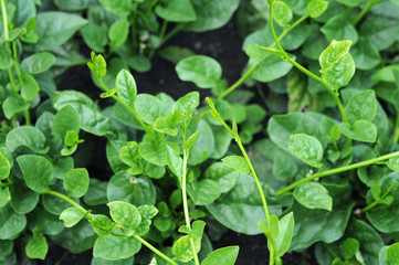 Fototapeta na wymiar Malabar spinach
