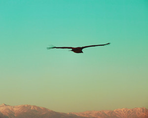 EAGLE