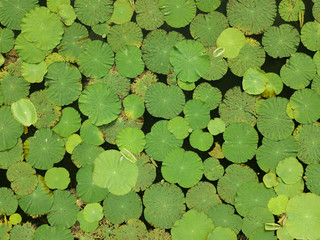 Aerial top view of green lotus leaves in the natural pond for nature design background purpose