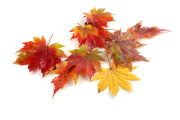 Autumn maple leaves, different maple varieties