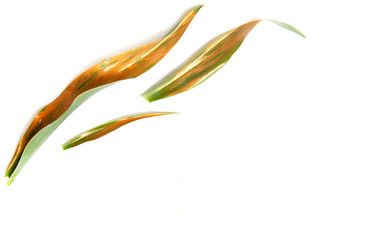 Tropical leaves, white background. Summer concept. Flat lay, top view, copy space