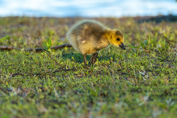 baby duck in the grass