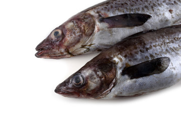 Alaska pollock