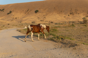 Fototapeta na wymiar horses in the mountains of Crimea 