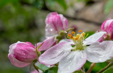 Beautiful apple flower closup blooming detail. Spring season