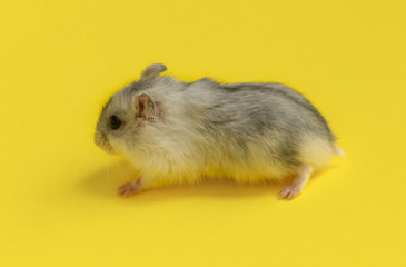 light grey Dzungarian hamster on a yellow background. Domestic rodent pets