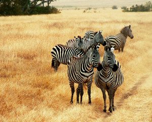 ZEBRA