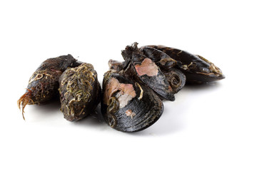 Mussels