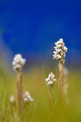 A blooming line column
