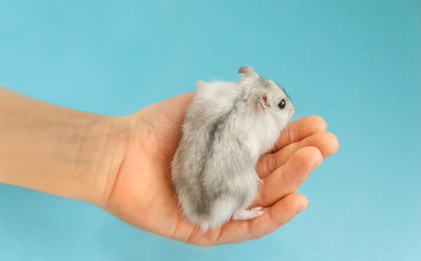 A light grey Dzungarian hamster sitting on a child's hand on a blue background. domestic rodent pets