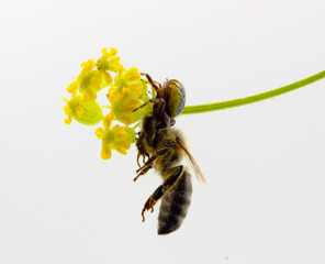 close up of Bee insect caught by spider with yellow wild flowers isolated on white background