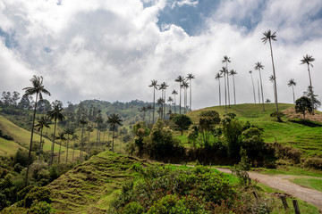 Wax palms in the Samaria valley