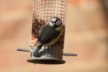 parus caeruleus, blue tit, feeding on a hanging peanut feeding station in UK garden 