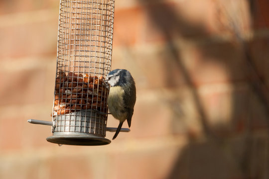 parus caeruleus, blue tit, feeding on a hanging peanut feeding station in UK garden