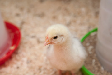 young chick of the breed cream legbar 