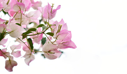 Beautiful pink paper flowers on white background soft focus.