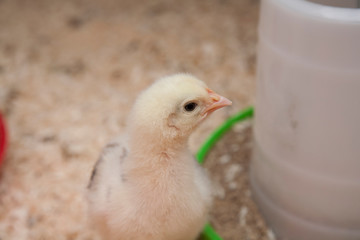 young chick of the breed cream legbar 