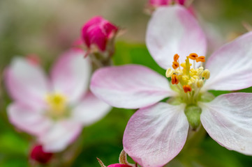 Fototapeta na wymiar Beautiful apple flower closup blooming detail. Spring season