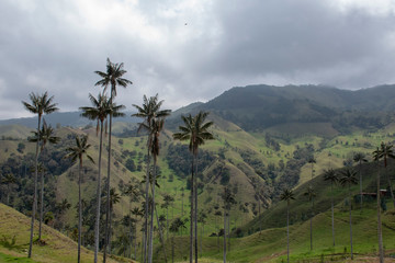 Wax Palm in Colombia