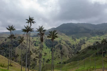 Foto op Canvas Wax Palm in Colombia © Jony