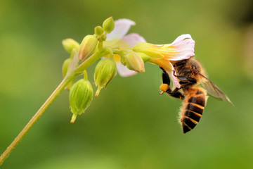 bee on flower © Rifki