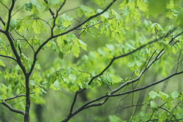 green leaves background in the sunlight