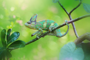 Chameleon in the Tree