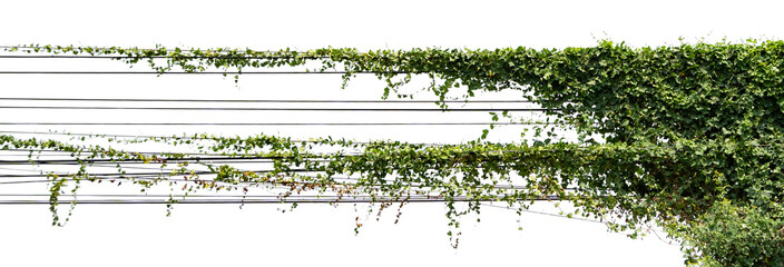 vine ivy plant isolate on white background © lovelyday12