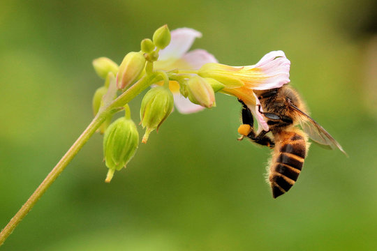 bee on flower