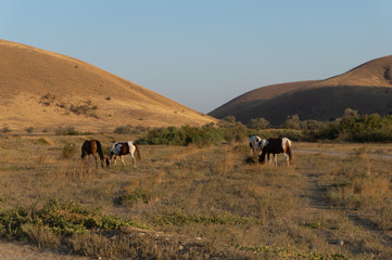 horses in the mountains of Crimea
