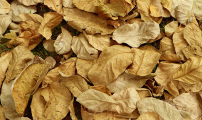 Heap of dry fallen autumn leaves on the ground 