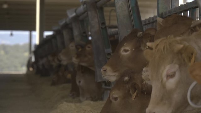 Retinta breed calf feeder. Calves eating feed on a farm.