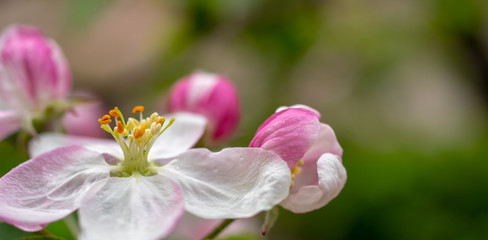 Beautiful apple flower closup blooming detail. Spring season