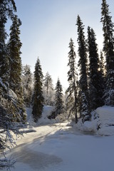 Fototapeta na wymiar Frozen stream, Komulanköngäs, Ukkohalla, Kainuu Finland. Snow covered spruces and branches. Bright winter light. 
