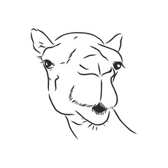 portrait of a camel, head of a camel, vector sketch illustration
