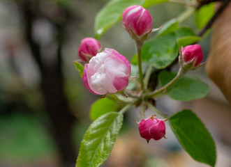 Fototapeta premium Beautiful apple flower closup blooming detail. Spring season