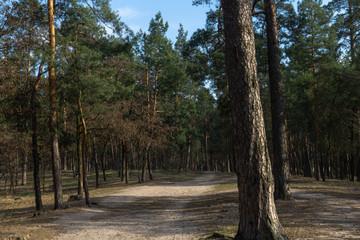 path in the forest