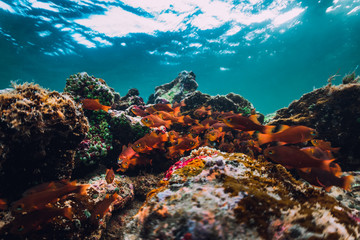 Underwater scene with stones, corals and school of tropical fish in blue sea