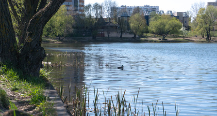 reflection of trees in the water