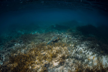 Fototapeta na wymiar Stingray glides over seaweed in blue sea