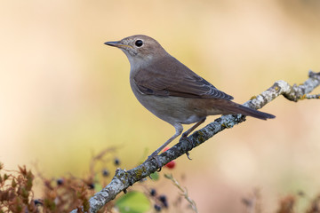 Common nightingale, Luscinia megarhynchos, perched on a branch on a clear uniform background