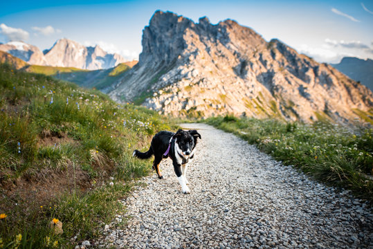 Australian shepherd in the Dolomites