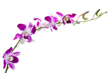Naklejka na ściany i meble Beautiful bouquet of purple orchid flowers. Bunch of luxury tropical magenta orchids - dendrobium - isolated on white background. Studio shot