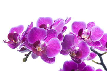 Fototapeta na wymiar Beautiful bouquet of magenta orchid flowers. Bunch of luxury tropical purple orchids - phalaenopsis - isolated on white background. Studio shot